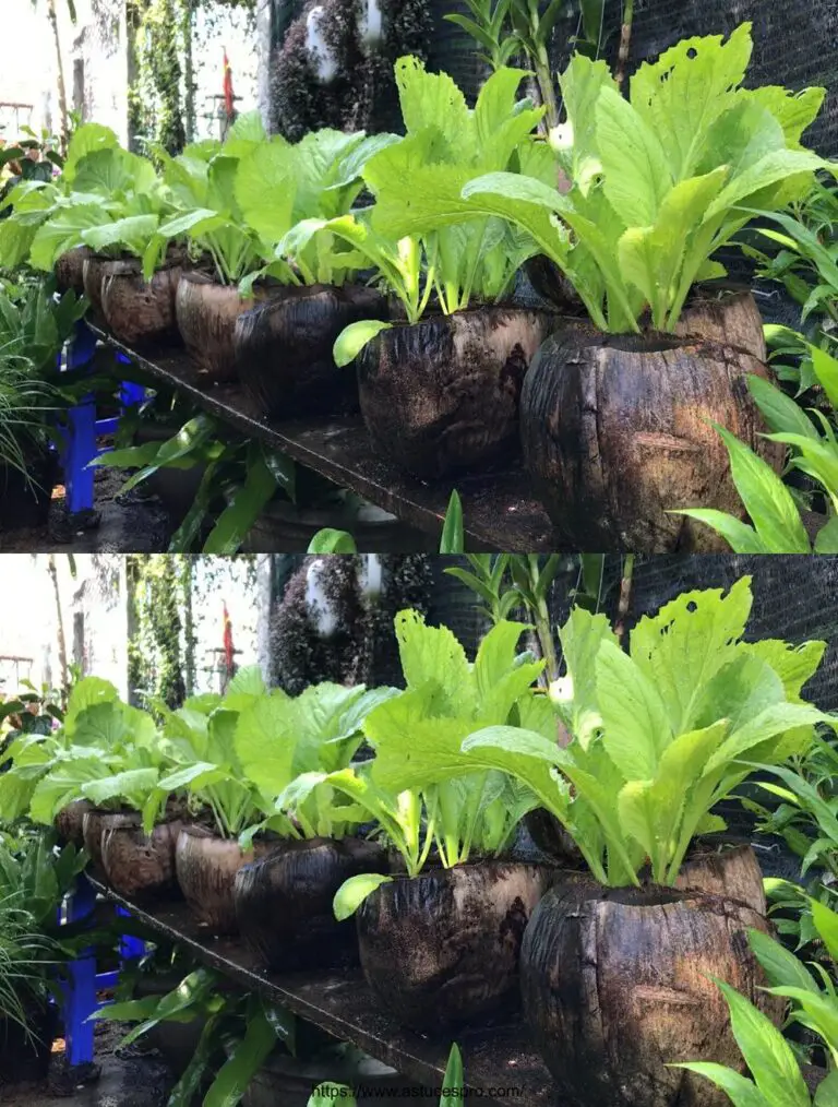 Trasformare le conchiglie di cocco in vasi per coltivare verdure a foglia