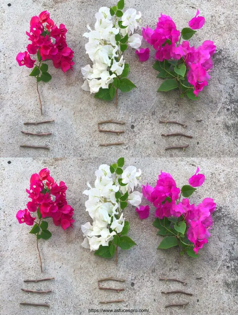 Come innestare la glabra Bougainvillea con un’esplosione di colori