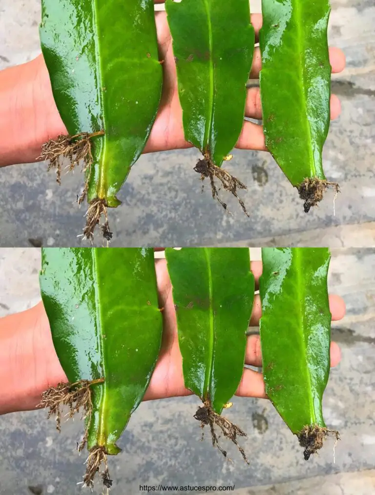 Una guida pratica per moltiplicare i fiori di cacti epiphyllum