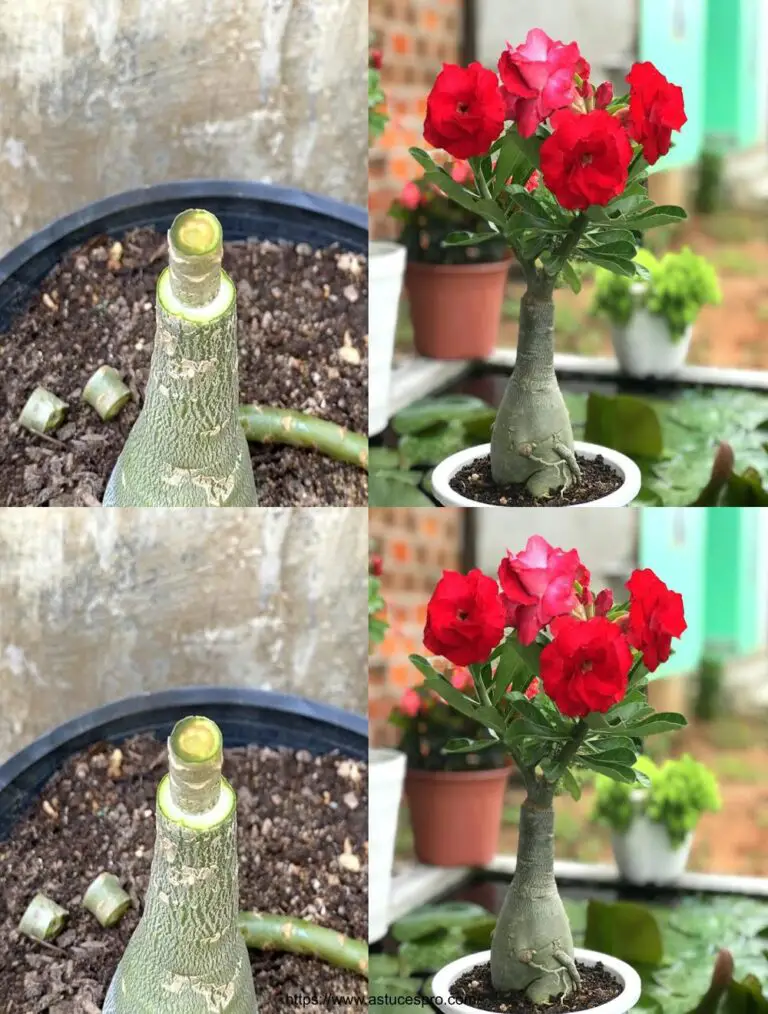 La brillante fusione dei bei fiori rossi dell’Adenium obesum