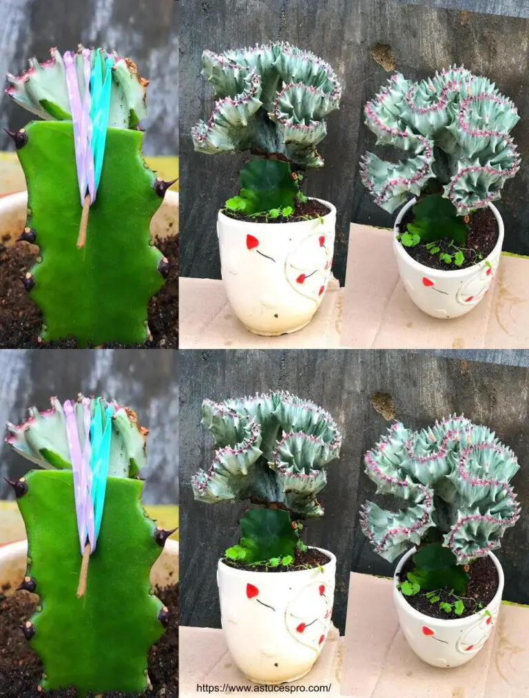 Come trapiantare un’Euphorbia Lactea? – Euphorbia Lactea Cristata