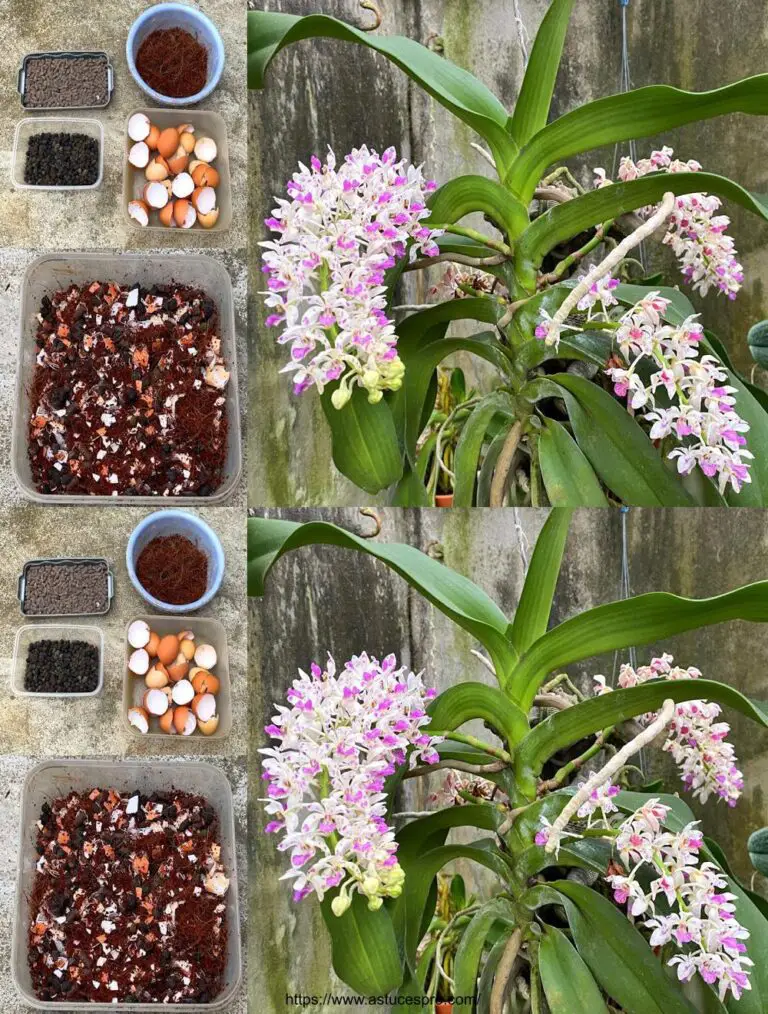 Come fare il fertilizzante orchideo dalle conchiglie di uova