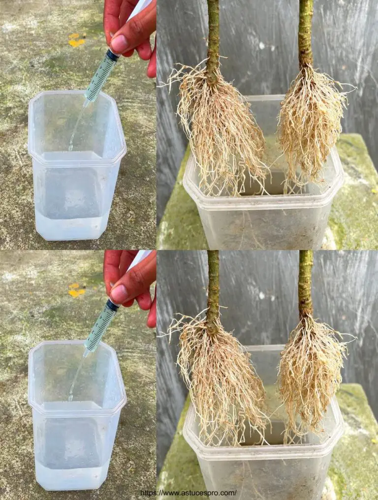 Soak branches in water with root stimulator