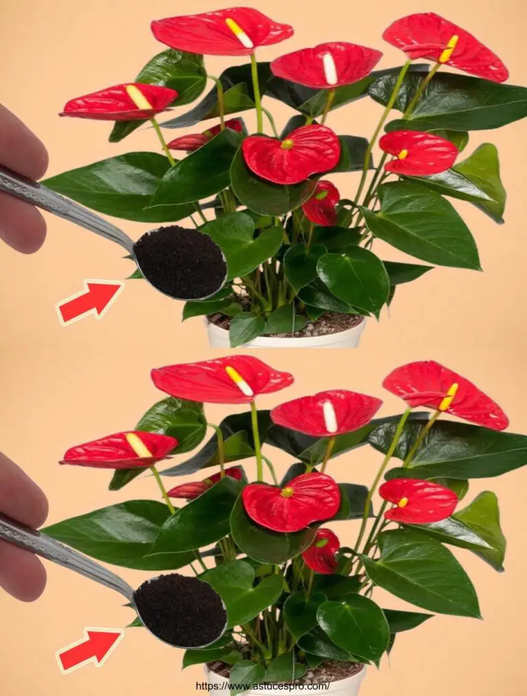 Spendete un po’ sulle radici! All’improvviso, l’Anthurium è fiorito infinitamente.