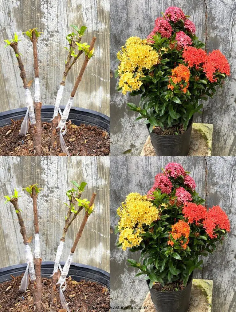 Idee per creare un bel giardino floreale con la pianta Ixora coccinea