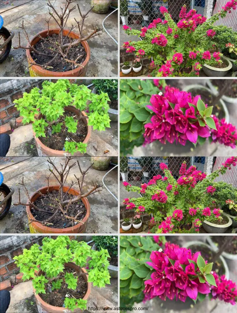 Coltivare fiori abbondanti con punte per bougainvillea