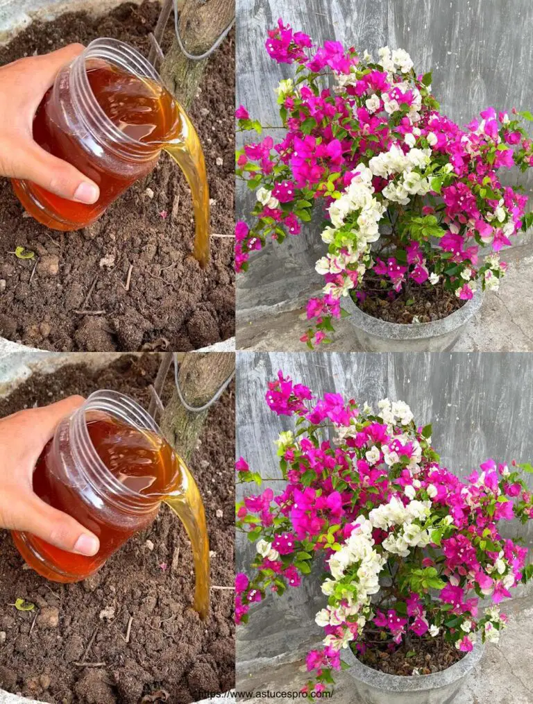 Tagliare i rami per fiorire il bougainvillea