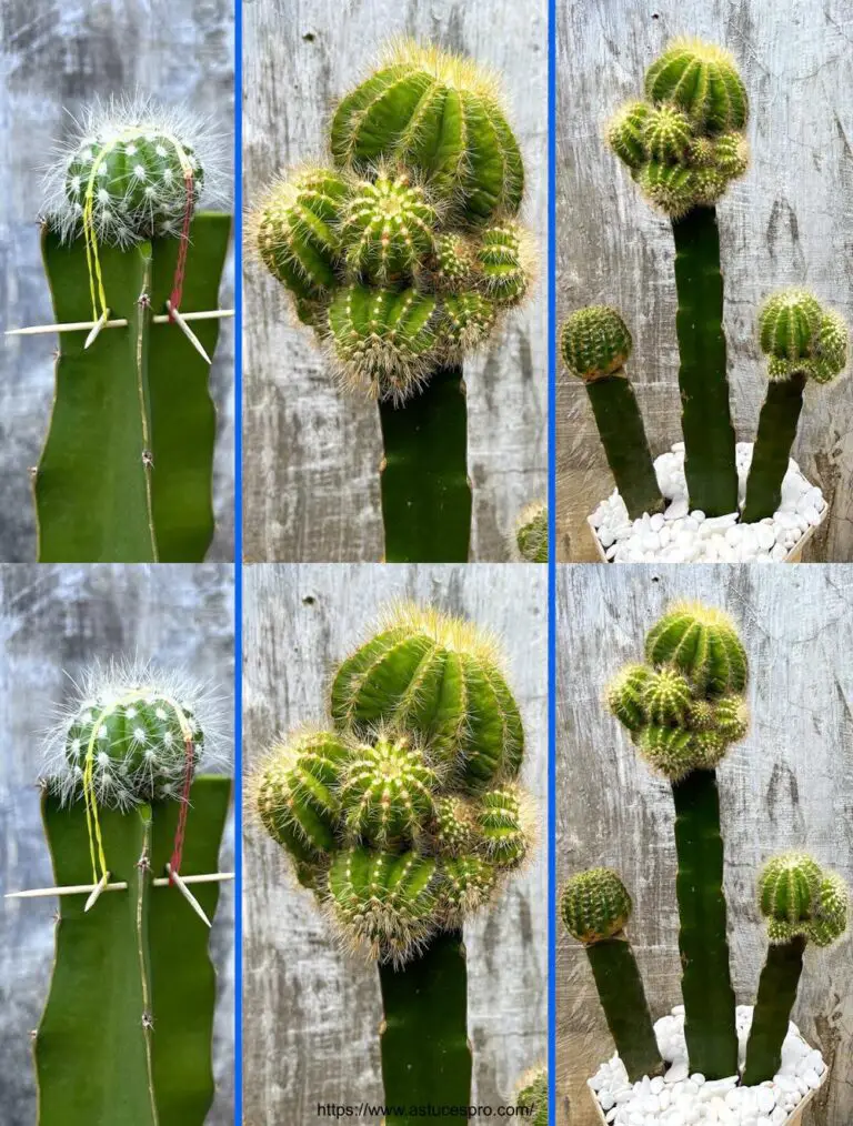 Come creare ibridi di cactus e libellule