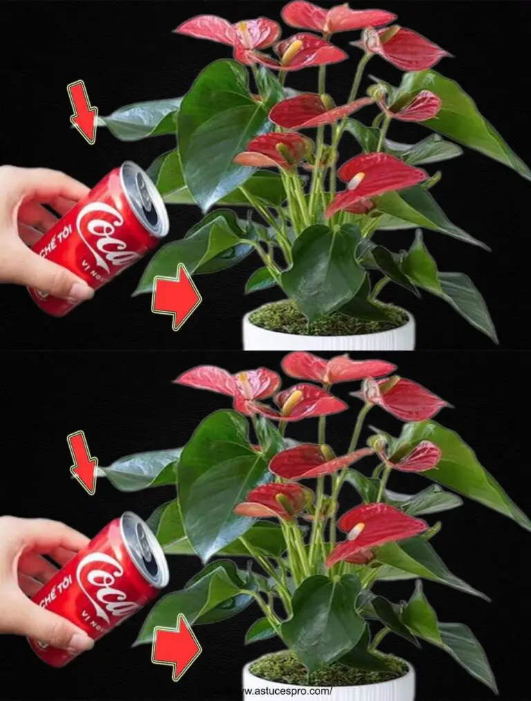 Una lattina di Coca-Cola Realizzato in modo magico L’intero giardino di Anthurium