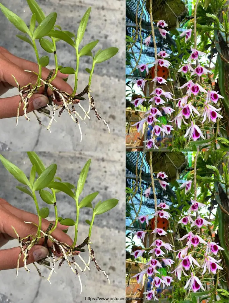 Opzioni:

– Orchidee da fiore: Con successo! Un’orchidea elegante
– Bella strada per tagliare le orchidee