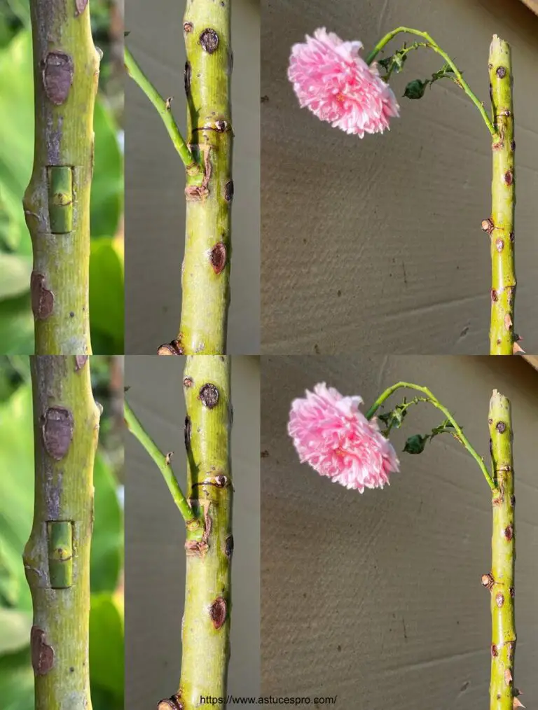 Segreti per far fiorire le rose più velocemente: Come innestare le rose