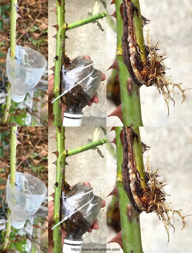 Rosa da pulitura con una macchina da lavoro