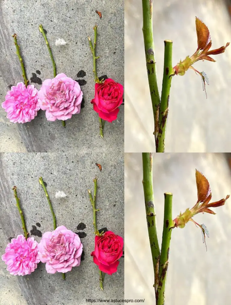 Come innestare tre rose di diversi colori su un ramo