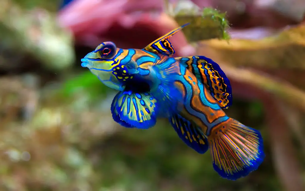 Fish - Mandarinfish