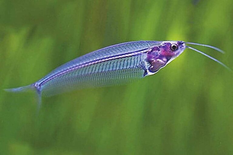 Exploring Glass Catfish: Freshwater Fish Profiles for Aquarium Enthusiasts