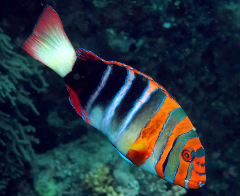 Harlequin Tuskfish: Unraveling the Beauty and Behavior of a Saltwater Icon