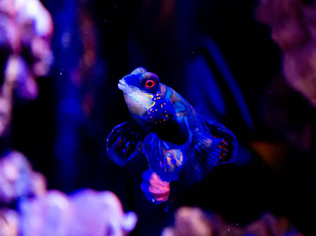 Mandarin Dragonet fish