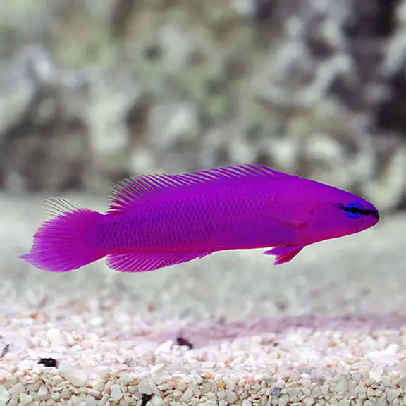 Orchid Dottyback: A Colorful Character in the Saltwater Aquarium
