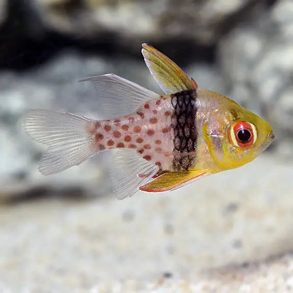 Pajama Cardinalfish: A Delightful Addition to Your Saltwater Aquarium