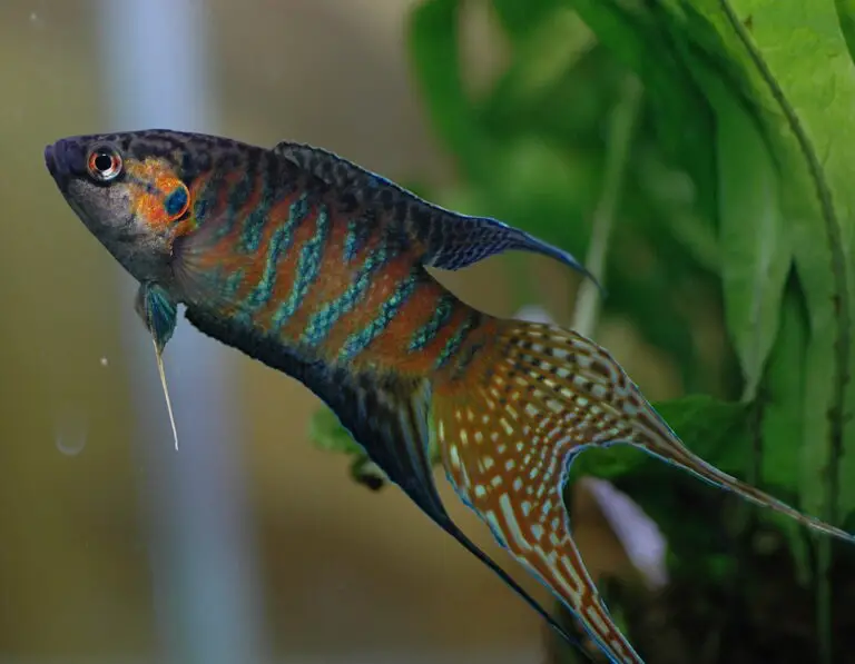 Discovering the Paradise Fish: A Jewel of Freshwater Aquariums