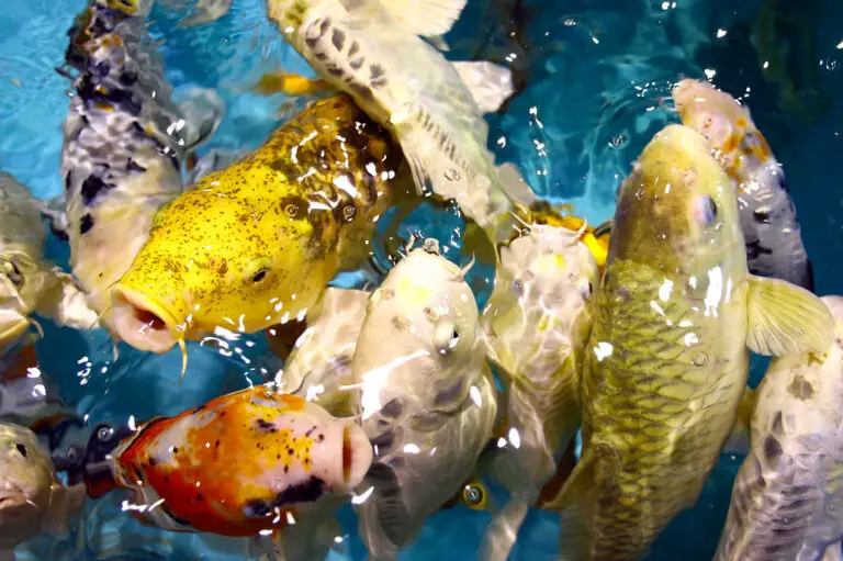Radiant Wrasse: A Vivid Splash of Color in Saltwater Aquariums
