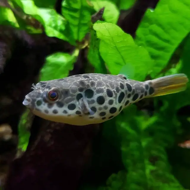 Spotlight on Spotted Congo Puffer: A Charismatic Character in Freshwater Aquariums