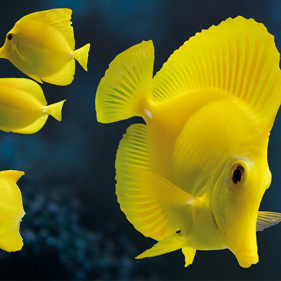 Yellow Tang: Brightening Up Your Saltwater Aquarium with Sunshine