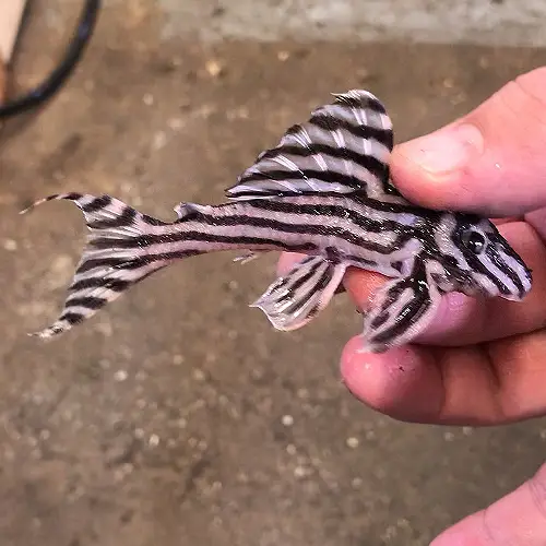 Zebra Pleco: The Monochrome Marvel of Freshwater Aquariums