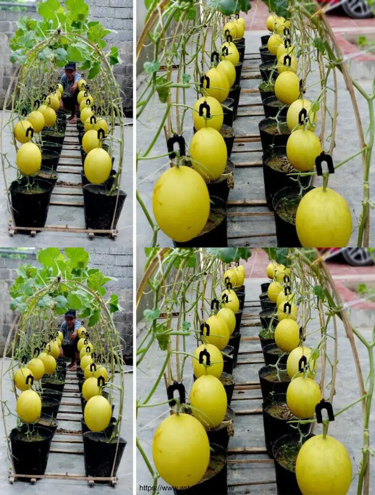 Salva ora Come coltivare il melone con successo garantito per i principianti, semplicemente straordinario e bello