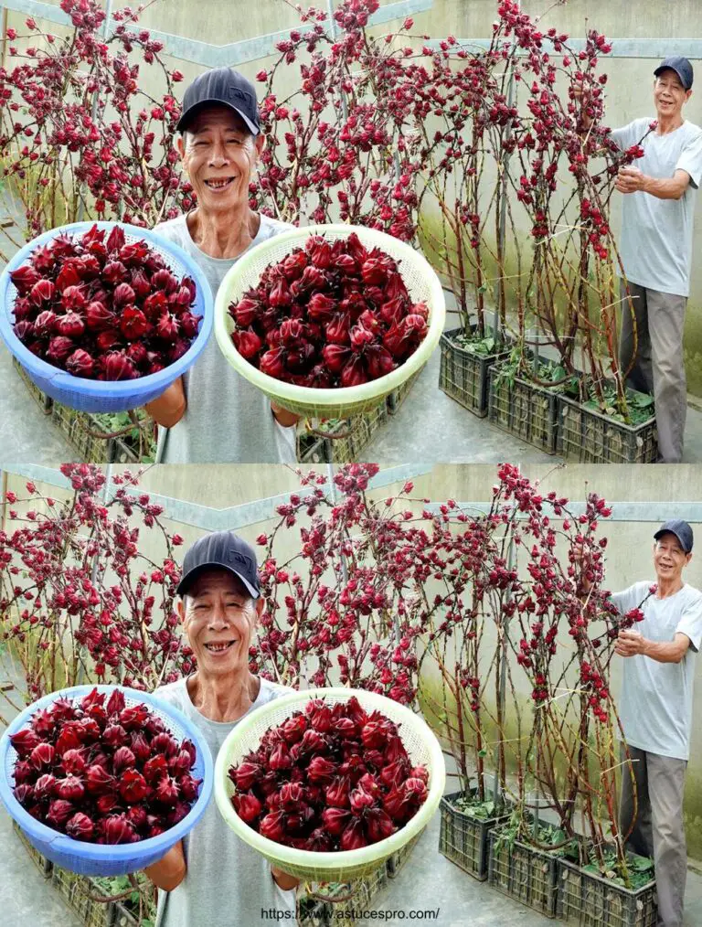 Hibiscus: Sweet-Acidulated Delizioso, facile da coltivare in sé, per un’estate straordinaria.