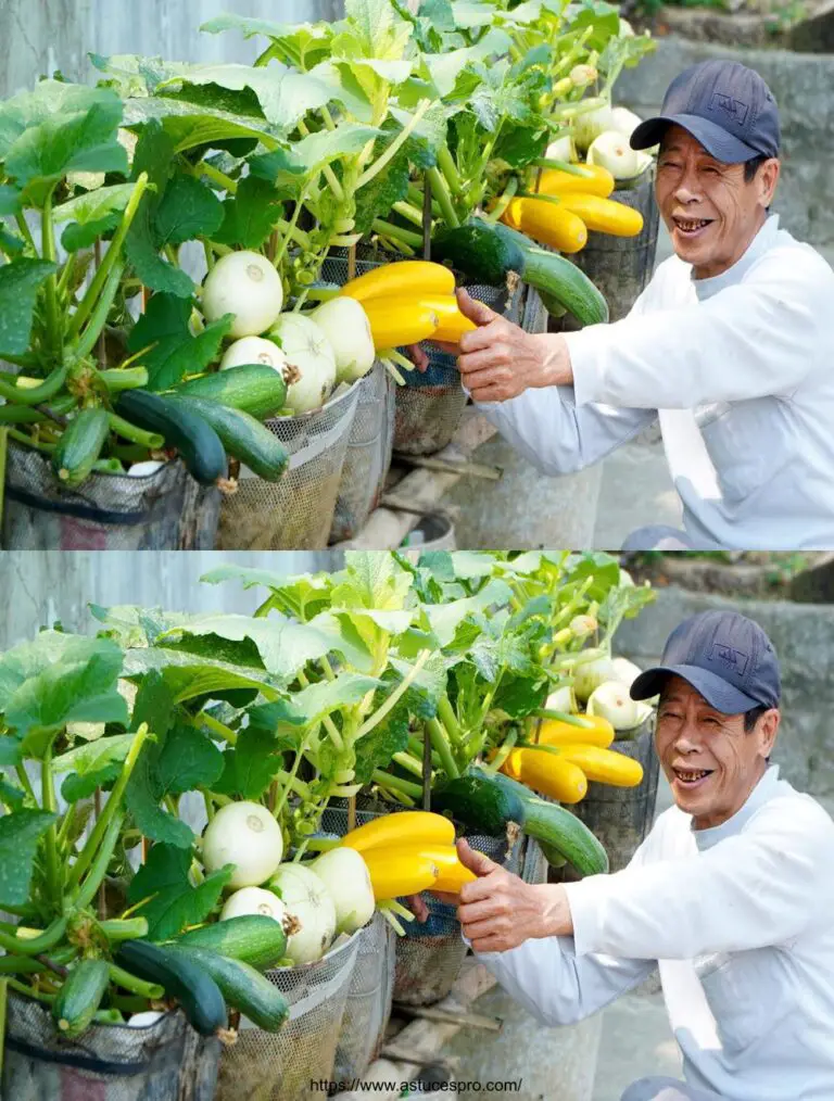 Sorpreso dalla Super Produttività della Casa Courgettes, Do Moms Savent?