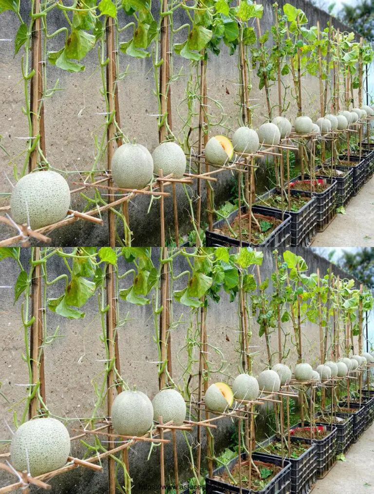 Come ho creato un giardino di meloni da sogno senza un giardino, raccogliendo un’abbondanza di frutta