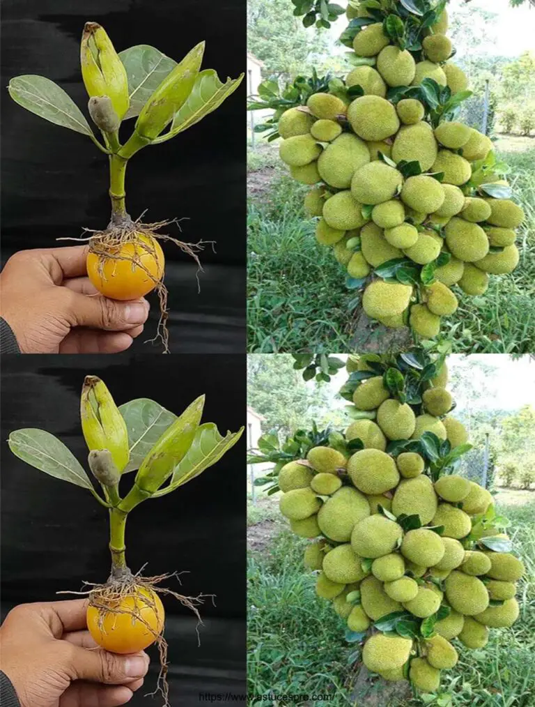 Come coltivare un albero Jacquier di Boutures