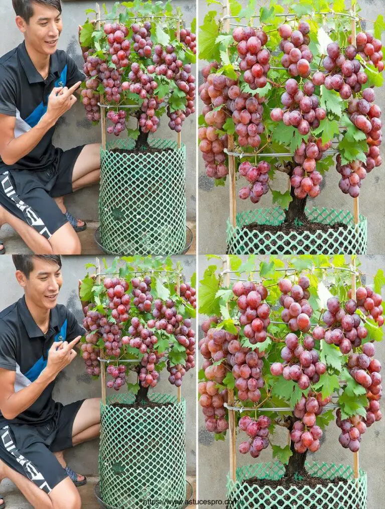 Consigli semplici per coltivare l’uva a casa per avere più frutta, per assaggiare tutto l’anno.