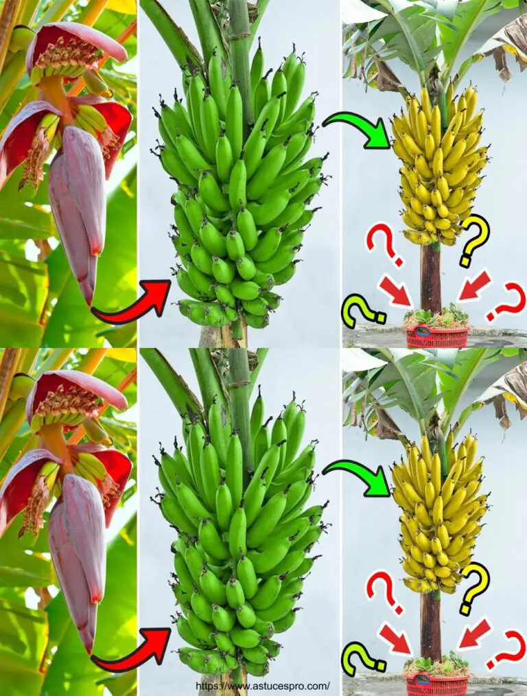 Con le semplici mance per coltivare banane a casa, ma la resa è estremamente alta.