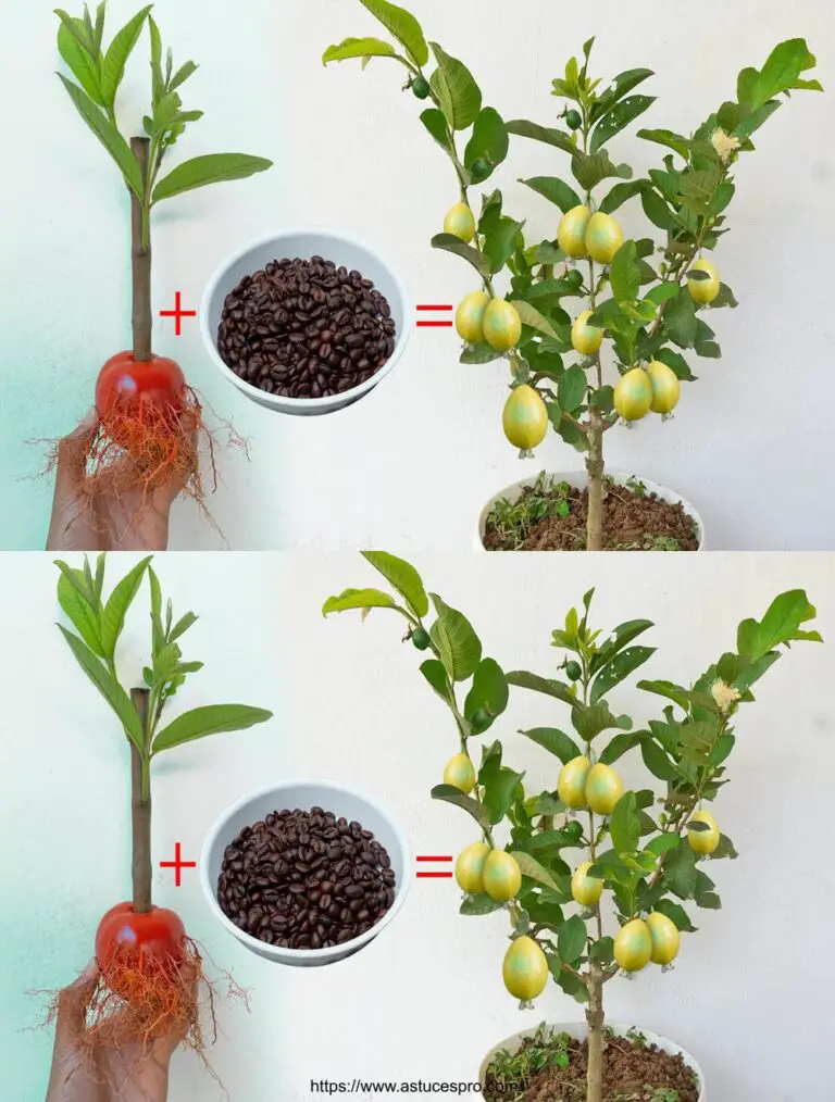 Nuovo metodo per diffondere i goyaviers e i pomodori dai tagli