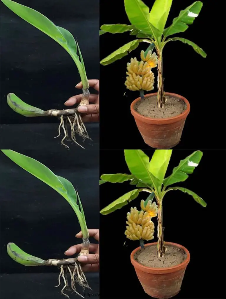 Come spingere un albero della banana dai frutti di banana