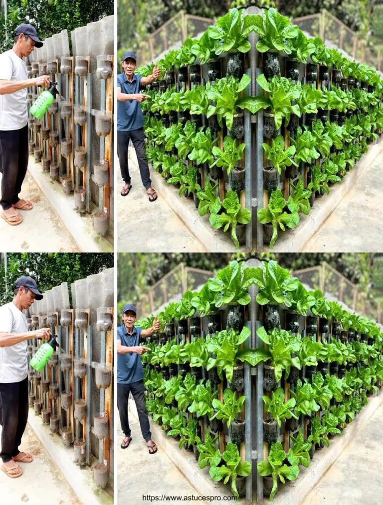 Belle idee con bottiglie di plastica per un magnifico ortofrutticolo domestico!