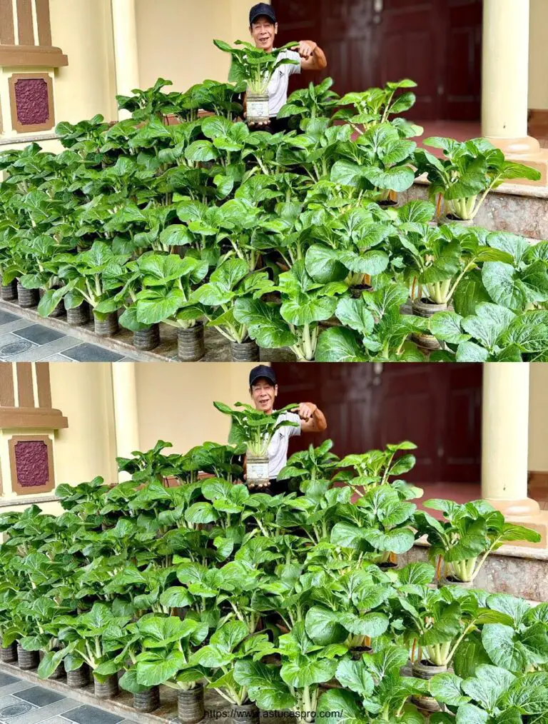 Non c’è bisogno di giardino, non c’è bisogno di manutenzione, non c’è bisogno di comprare verdure quando si conosce questa punta.