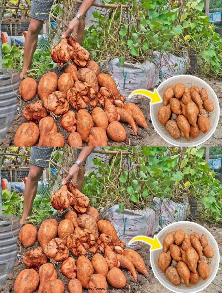 Non mi aspettavo una borsa di patate del genere! Come piantarli?