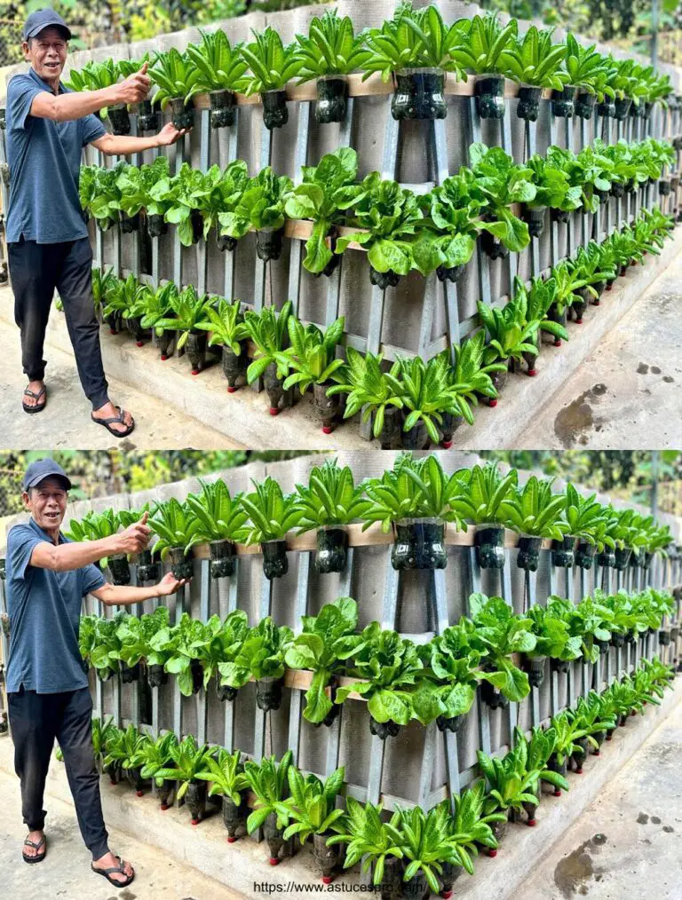 Parecchie vegetali Incredibilmente belle, fatte di bottiglie di plastica riciclate