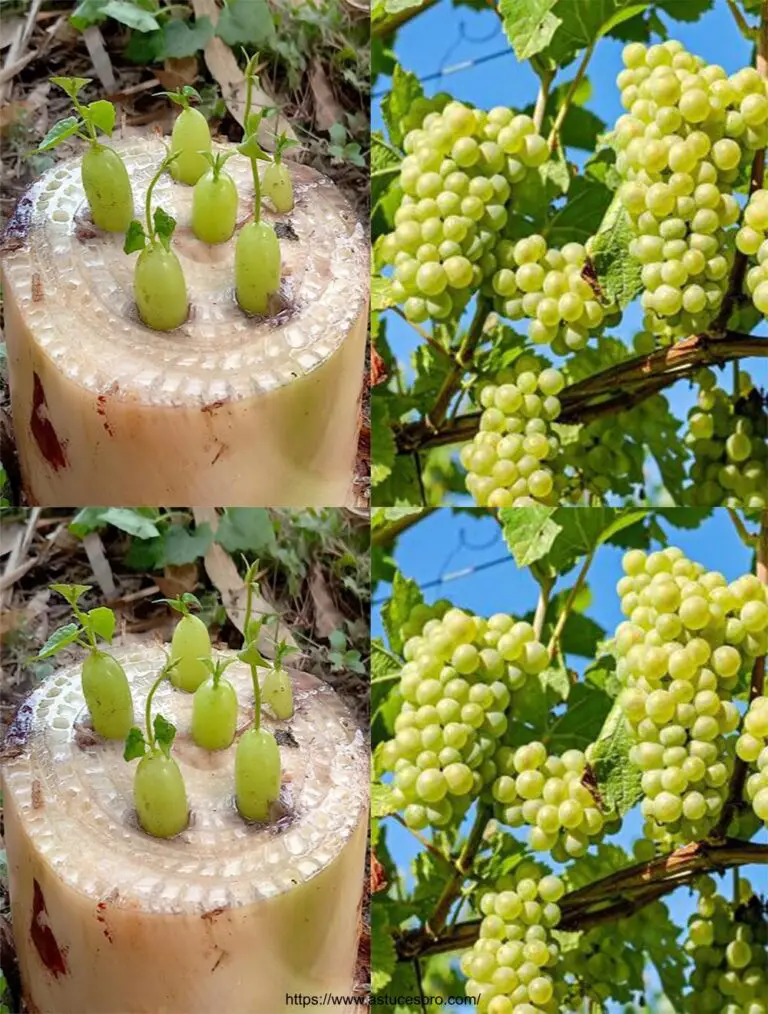 Metodo facile per diffondere un vigneto a casa su un albero di banane