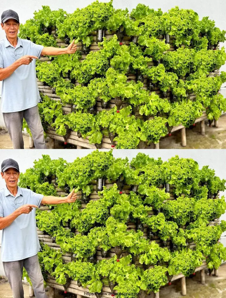 Ortofrutticoli da giardino Eco-creativo: coltivare le vostre verdure con amore e sorprendervi!