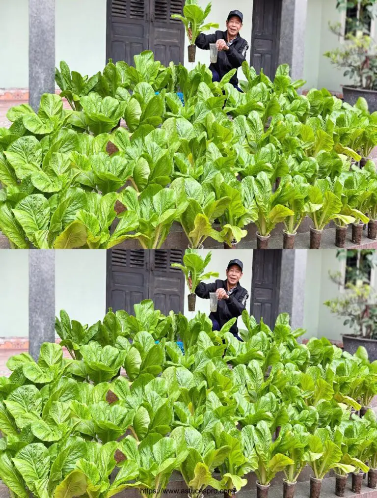 Senza giardino, senza terra, ecco come mangio le verdure senza niente.