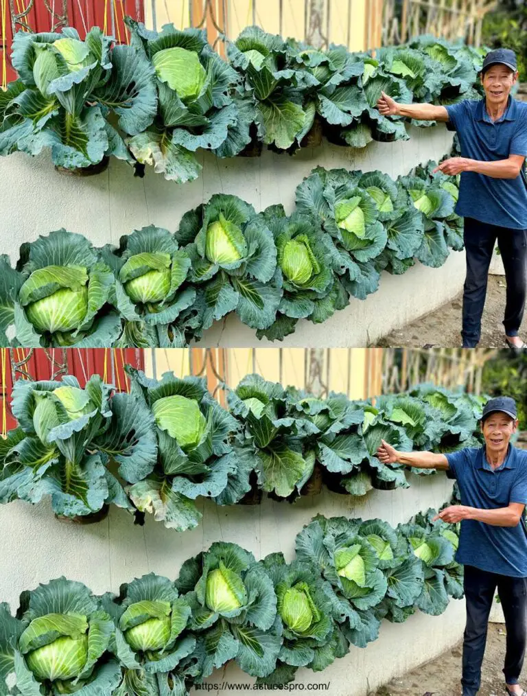 Giardino dei cavoli a casa: facile e pratico con alcune bottiglie di plastica