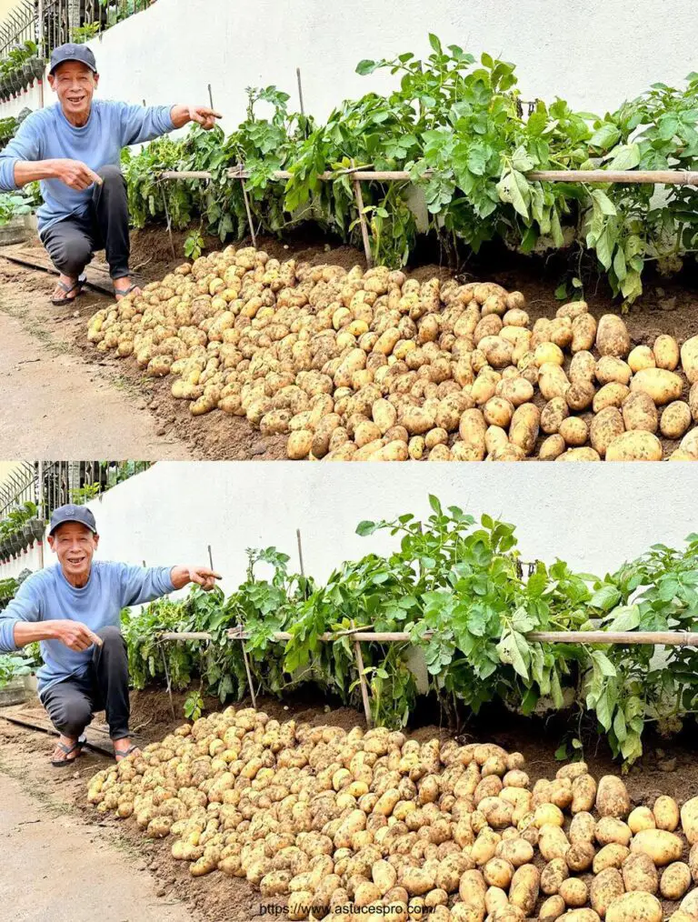 Non perda questo importante consiglio per le patate produttive e abbondanti!