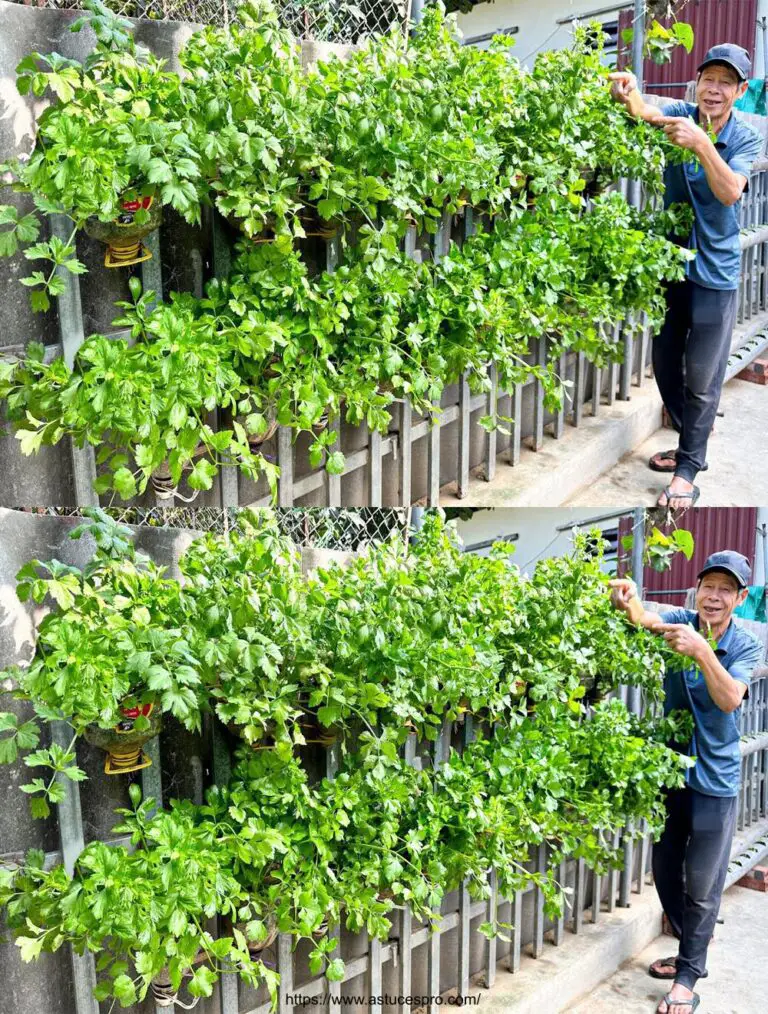 Ideali per coloro che non hanno giardini: come coltivare Celery in un recinto