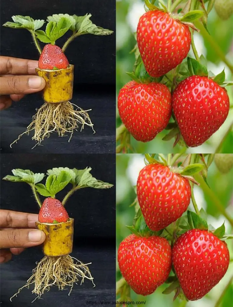 Cancelli di fragole e banane per deliziose nuove combinazioni di frutta!