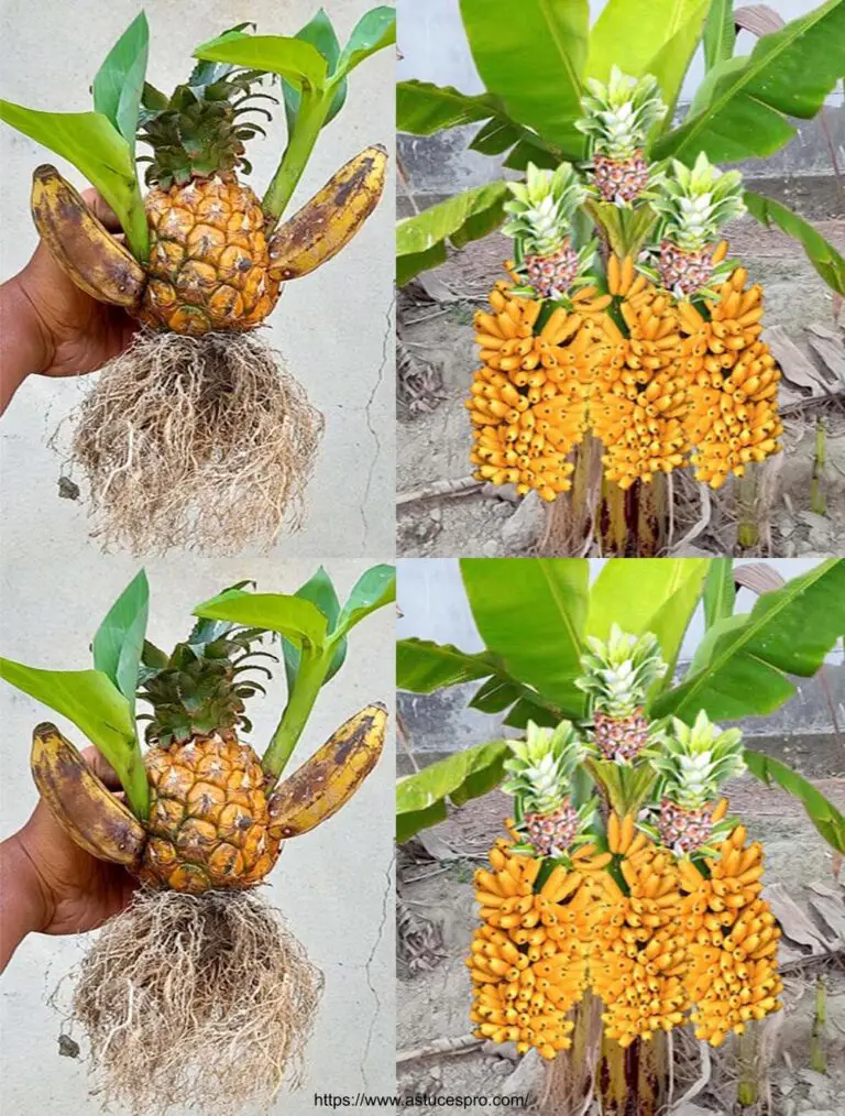 La grande tecnica del registro banana con l’ananas dà frutta incredibile!