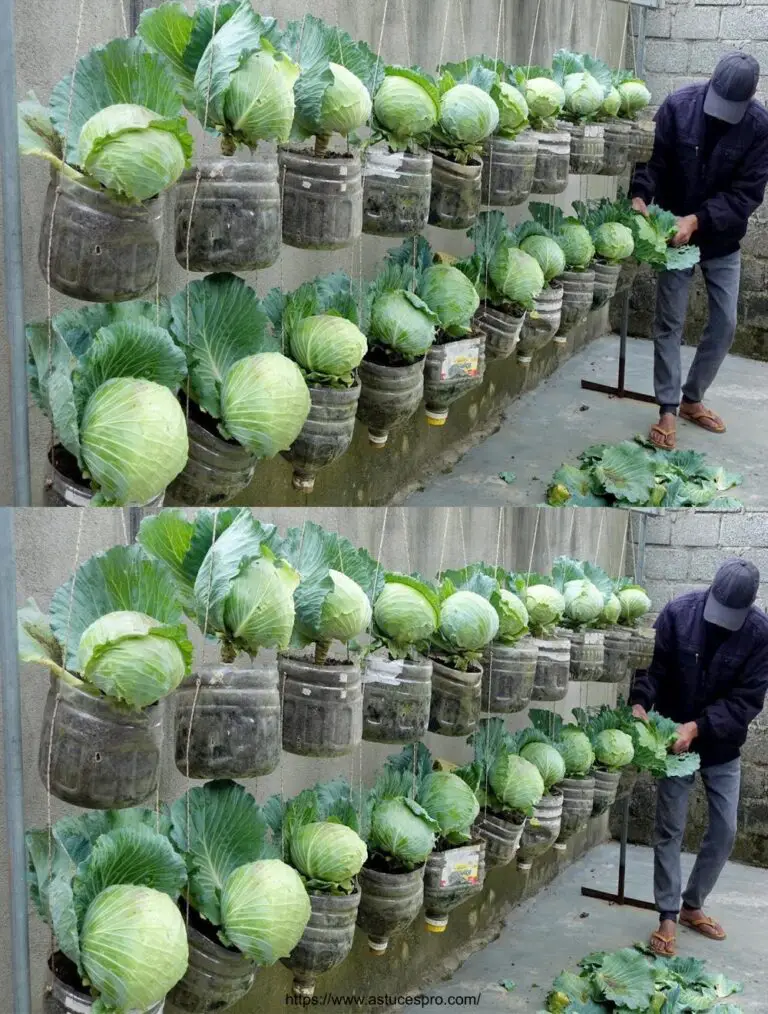 Un giardino di cavoli per le casalinghe: coltivare cavoli e verdure in bottiglie di plastica